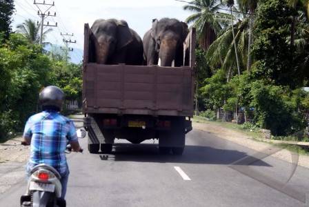 elephants in san francisco bay area movers truck, dont let this happen to you